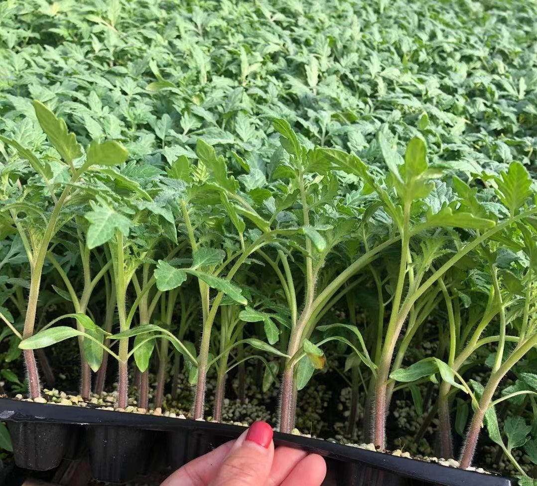 圣女果苗  小黄西红柿苗黄罗曼冠蔬明珠圣女果种苗供应