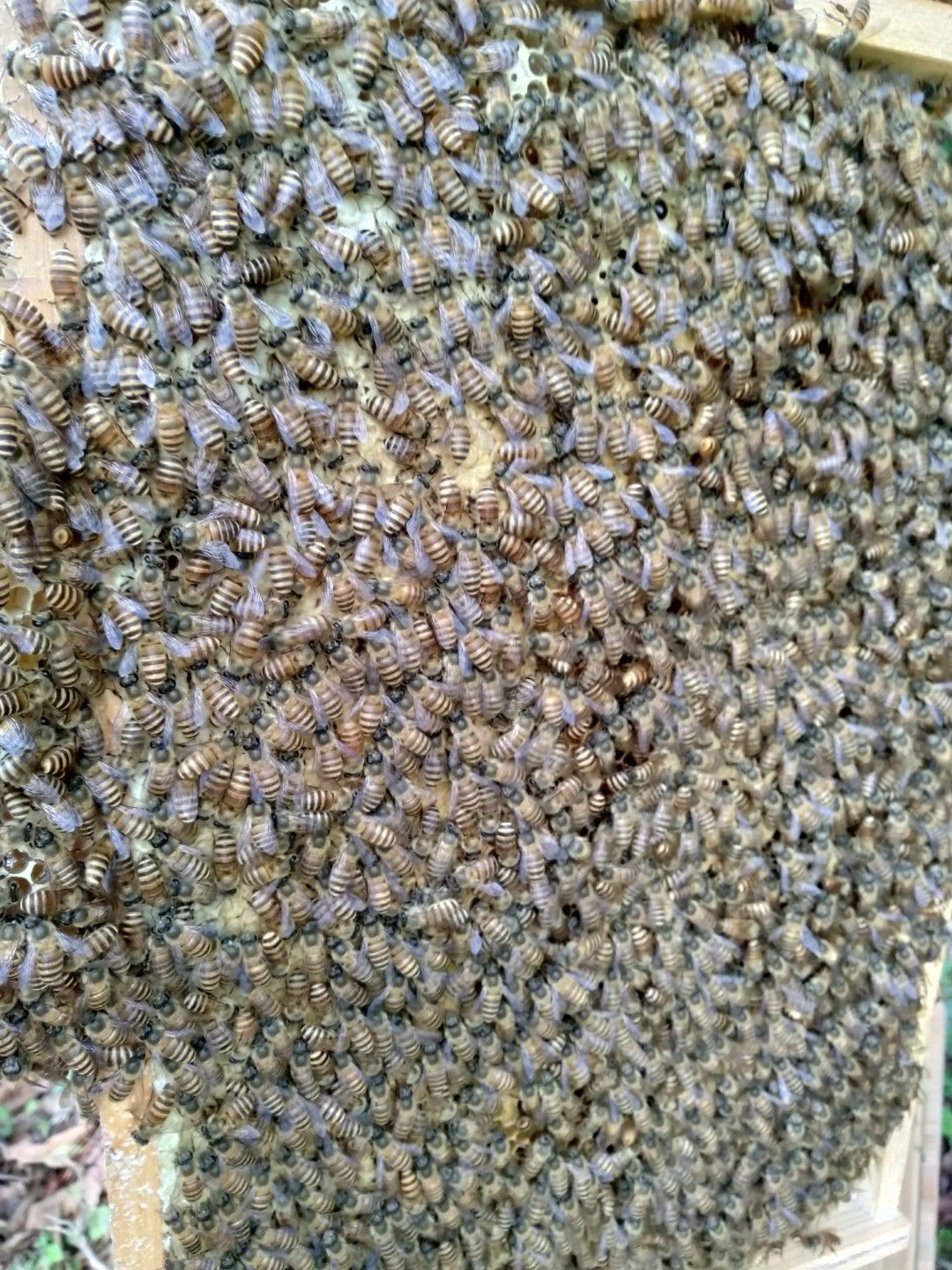 中华蜜蜂  中蜂蜜蜂  精选红环王蜂种，3脾蜂十蜂王十10