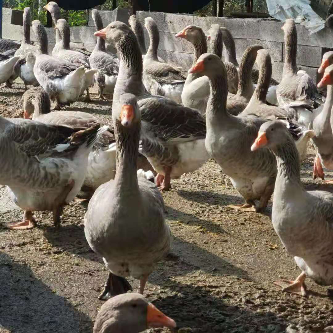  纯种朗德鹅苗
