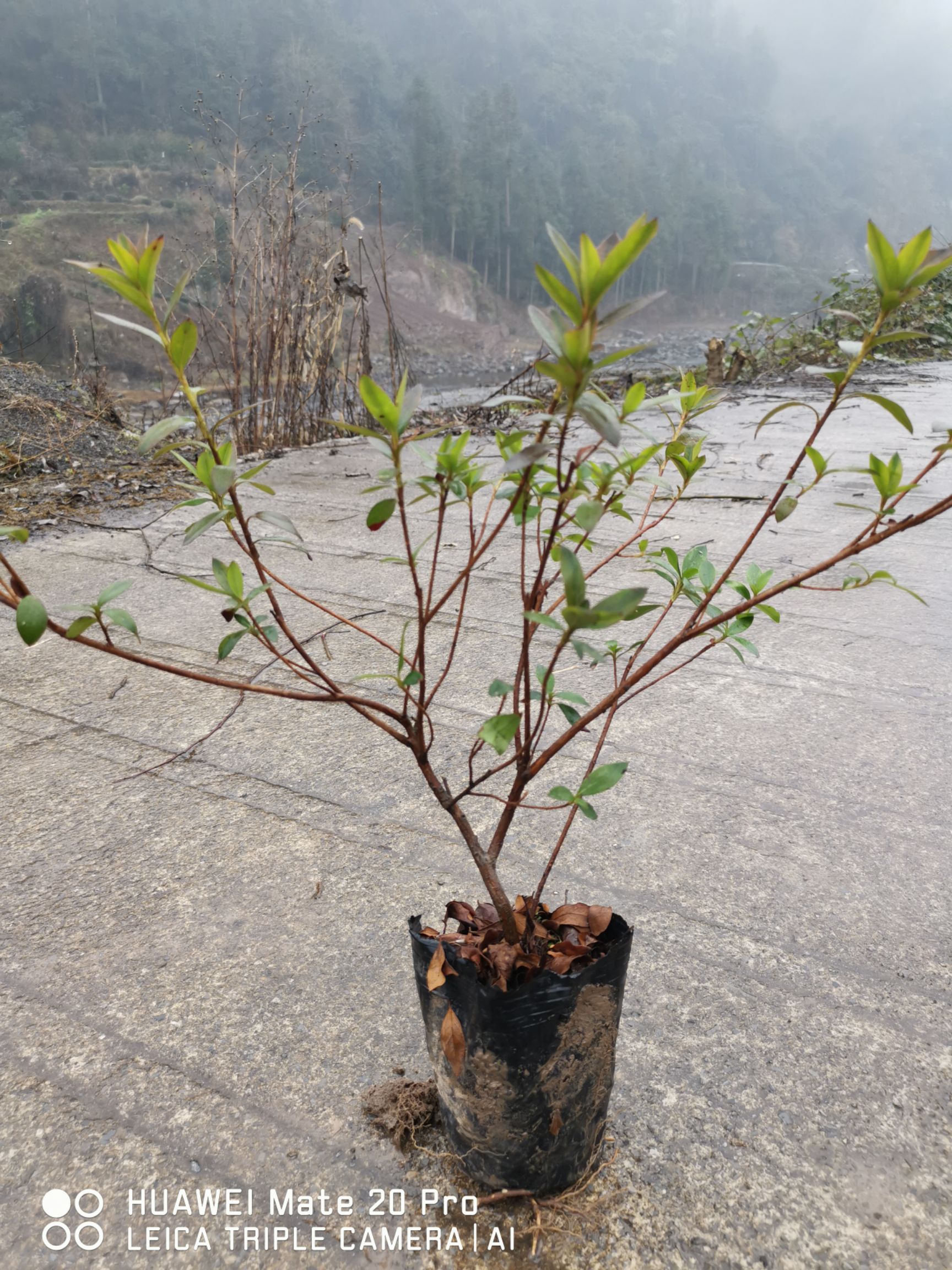 单面红 专业绿化色块苗