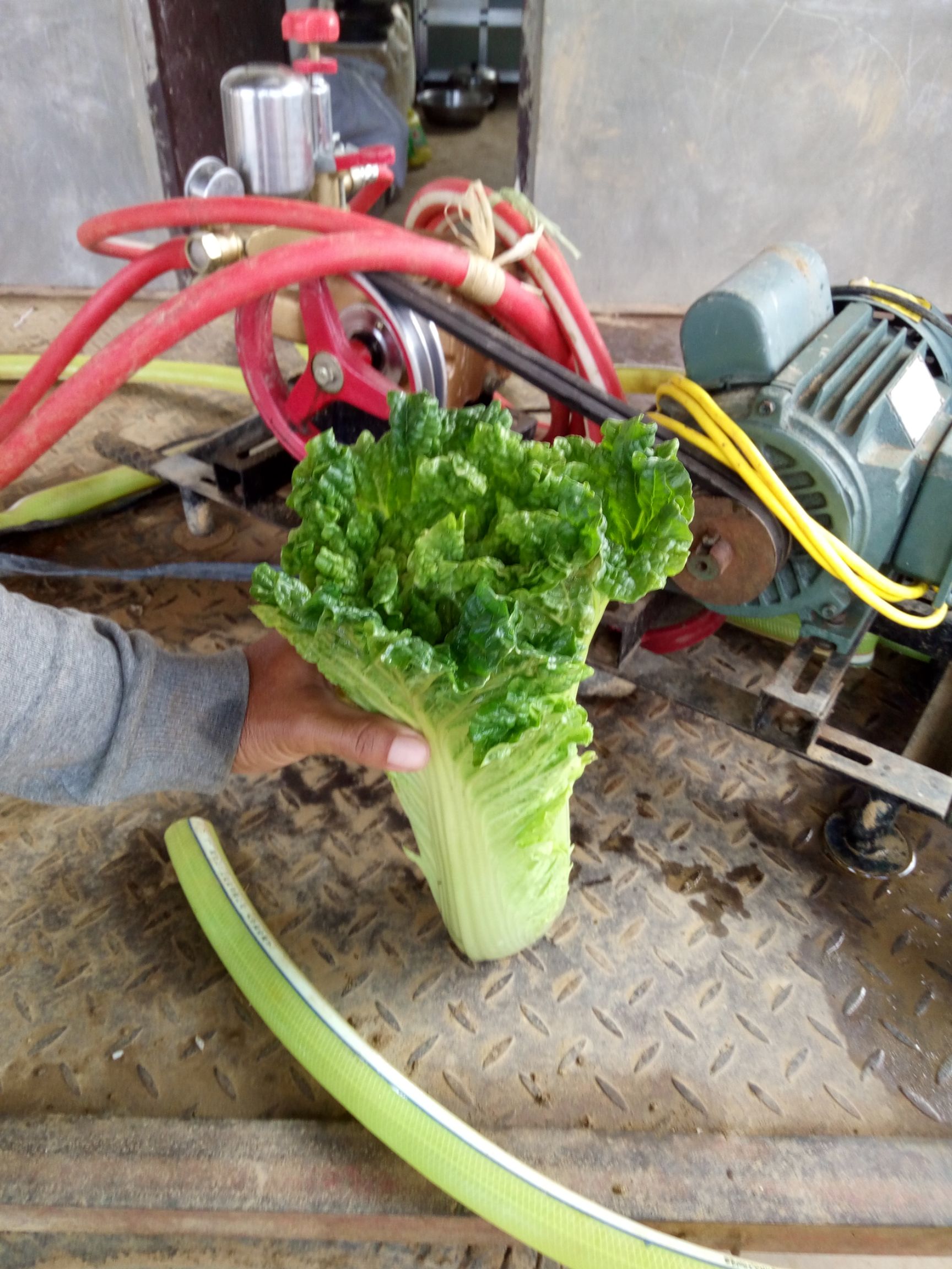 绍菜  秋绿白菜