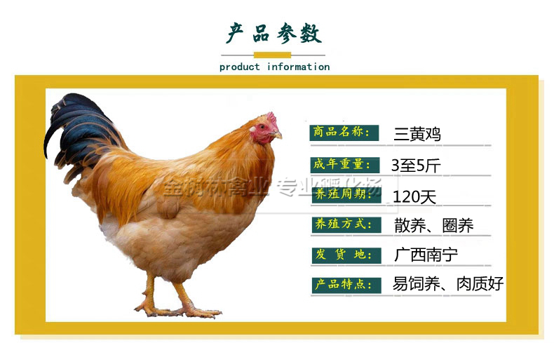 广西三黄鸡苗岭南黄土鸡苗阉鸡苗品，提供养殖技术！
