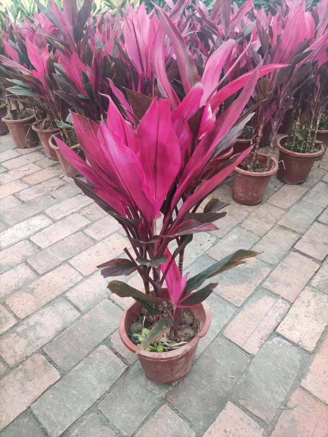 苏铁  基地直供发货室内室外四季常青绿植景观盆景盆栽红铁