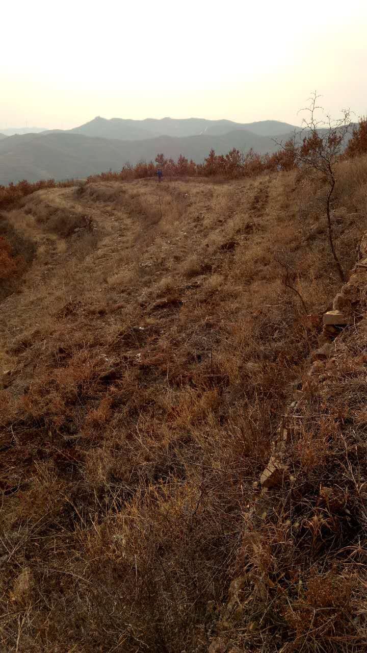 荒地  林地  烟台林地+水库梯田转出租或流转
