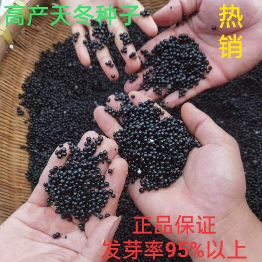 丘北县良种天冬种子 天门冬种子 大天冬种子