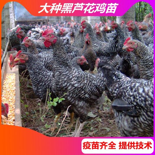 南宁大种黑芦花鸡苗，汶上芦花鸡土鸡苗，十几年养殖经验提供技术