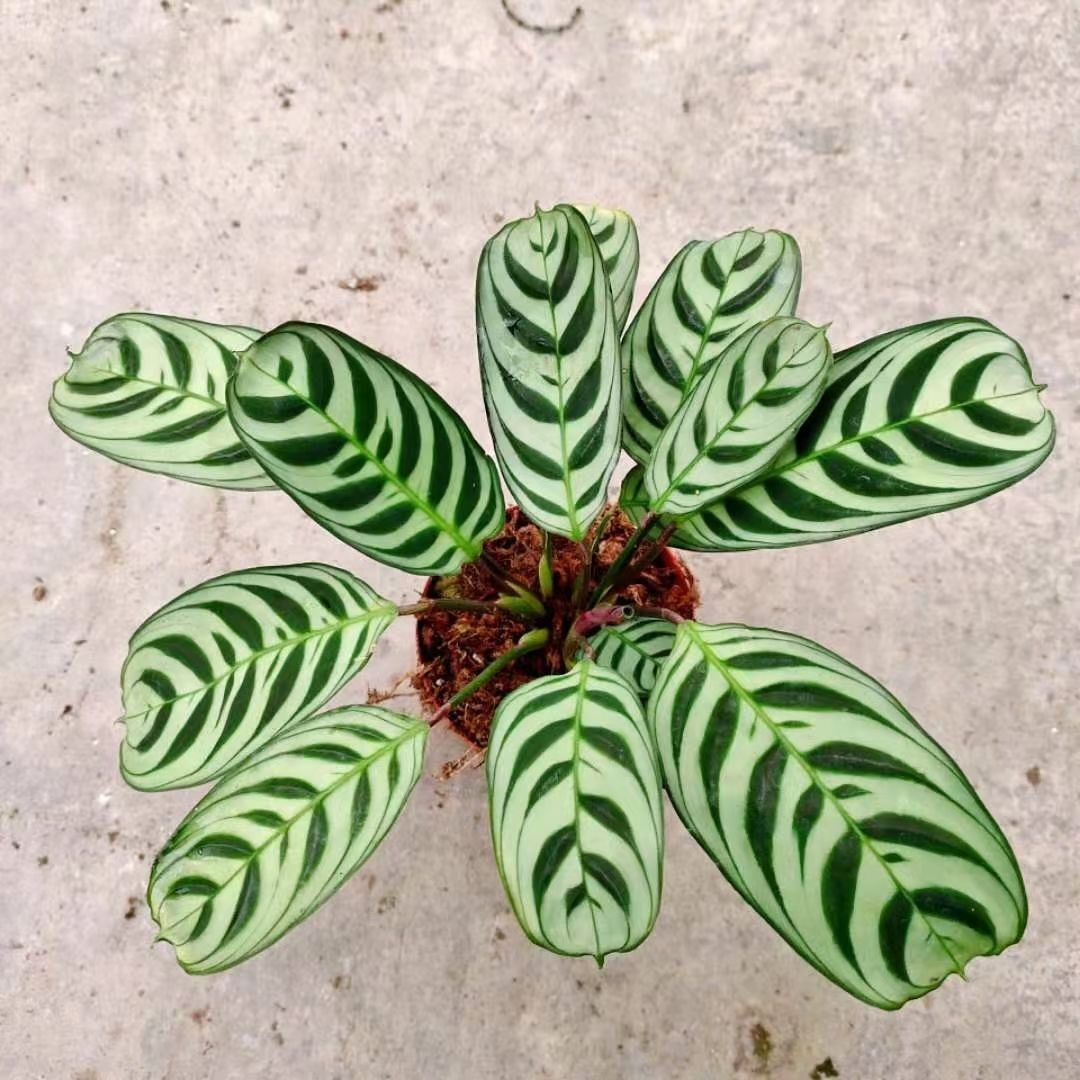 其它苗木  花眼