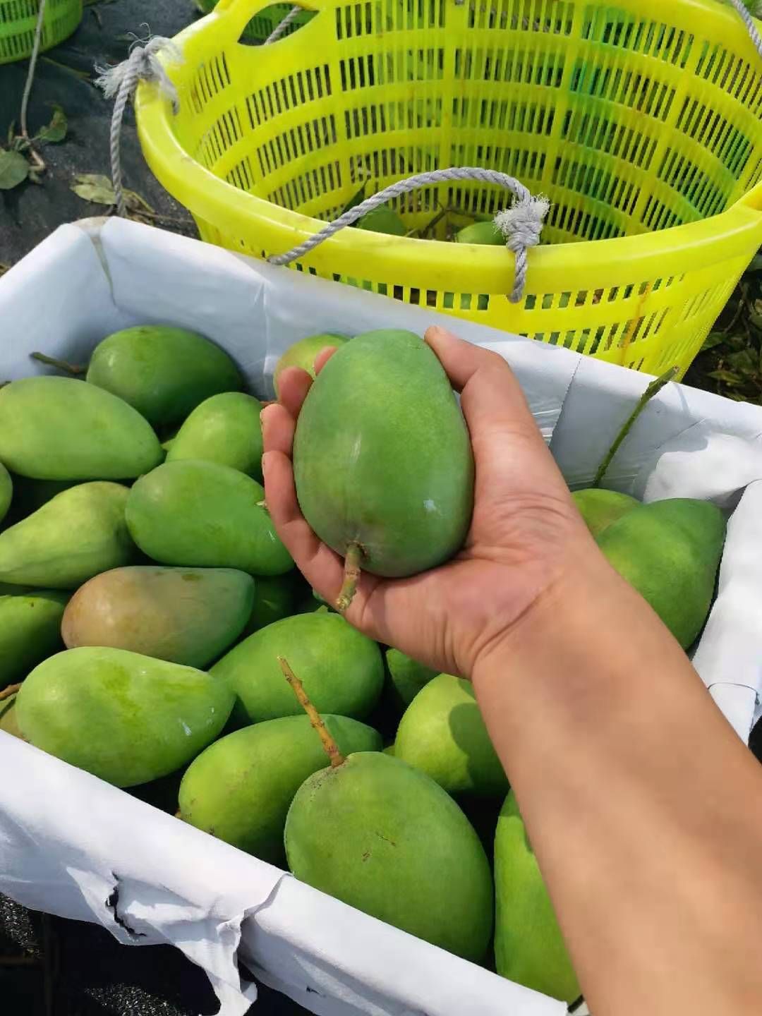 （热卖）广西台农芒。一手货源。诚信代办。对接电商批发商