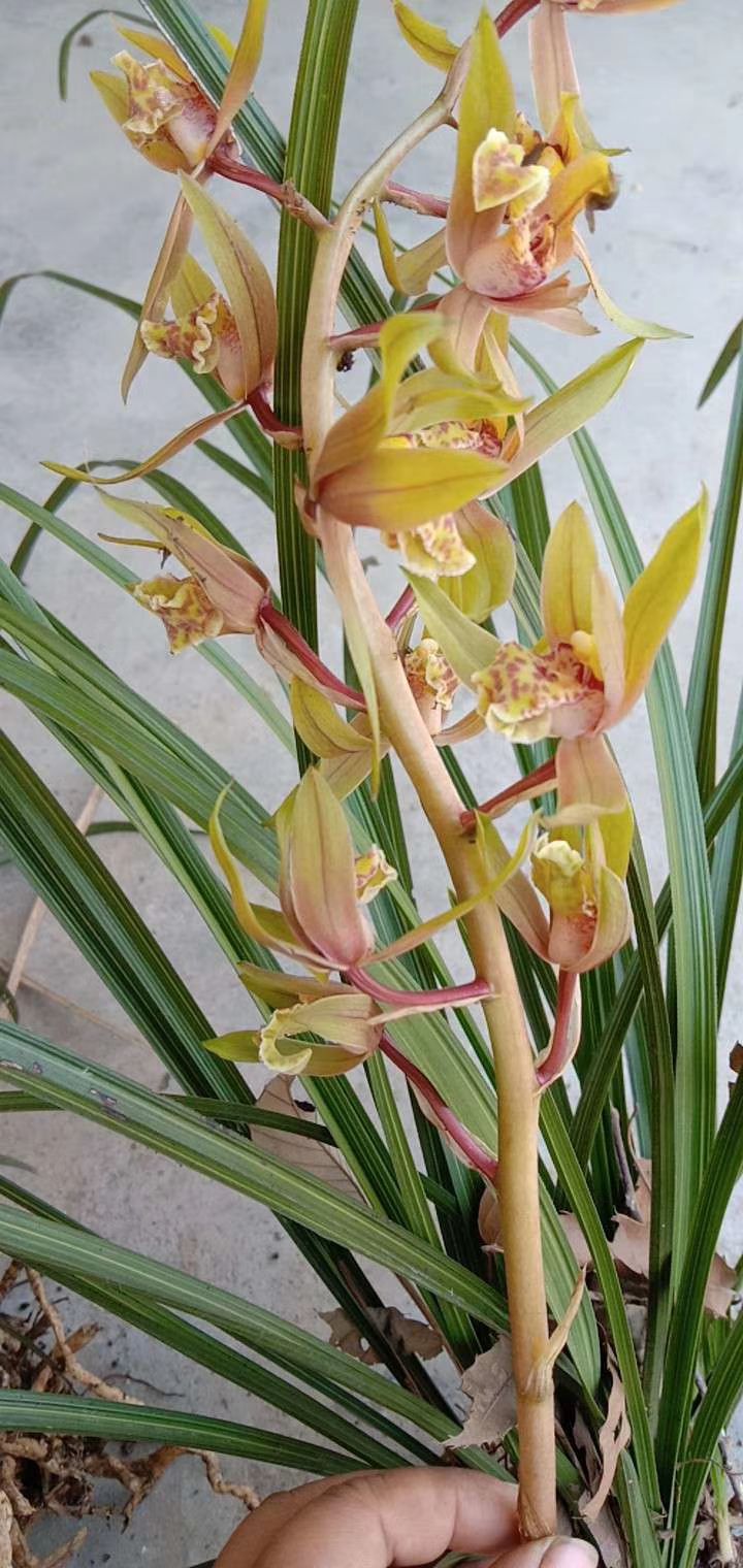 蕙兰  大花慧兰