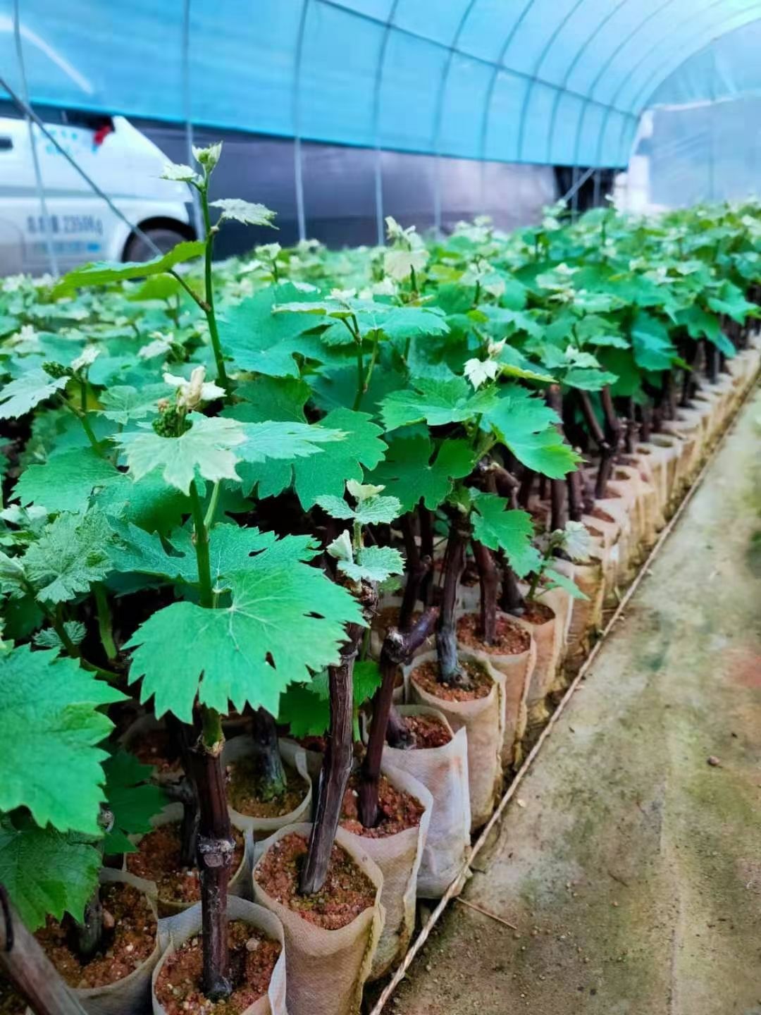 夏黑葡萄苗，当年种植当年结果耐寒葡萄树苗