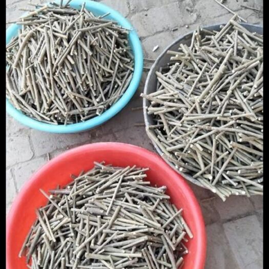 开原市 金叶榆接穗   金叶垂榆接穗    各种接穗