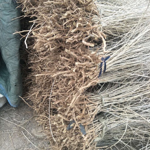 枸杞苗批发 现栽现挖 好成活产地直销枸杞苗