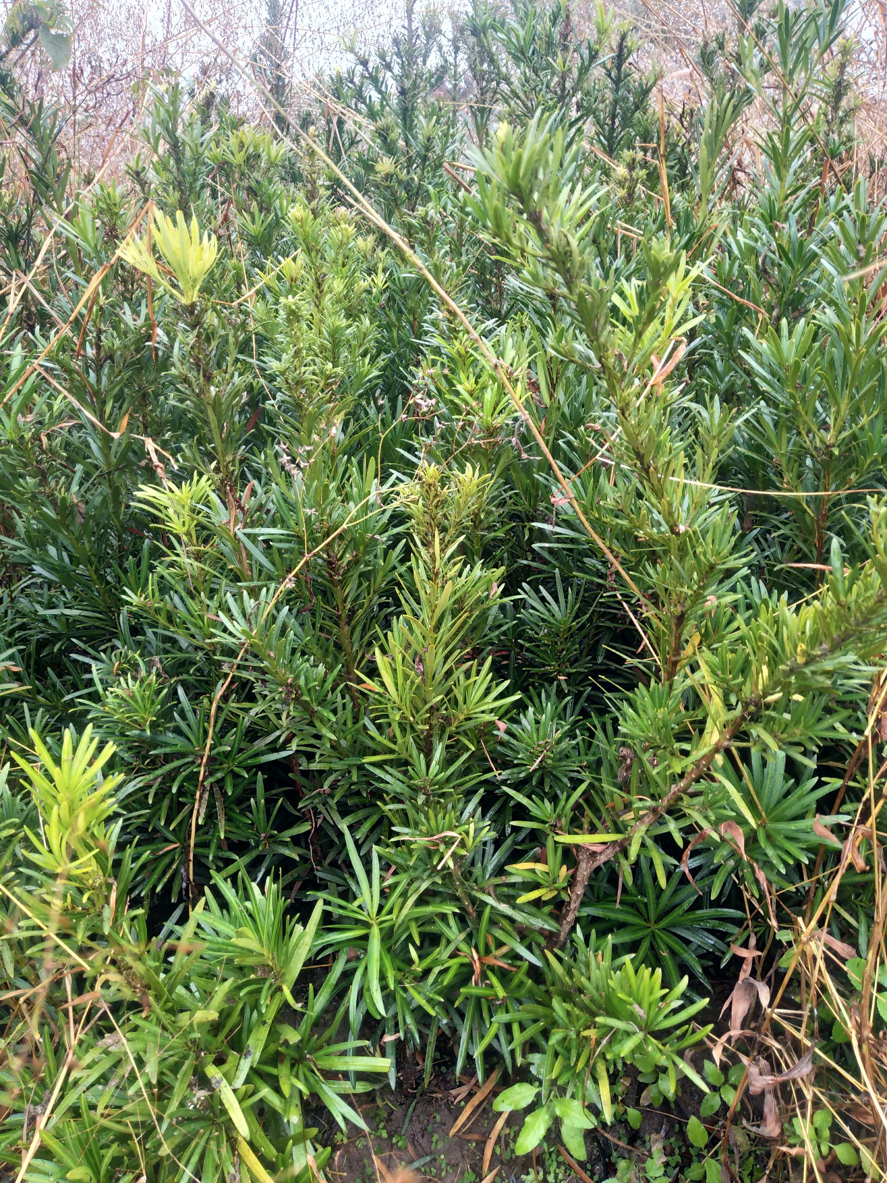 雀舌罗汉松 80公分左右高度。