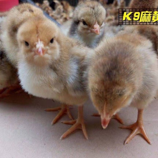昆明肉鸡苗  禽苗批发