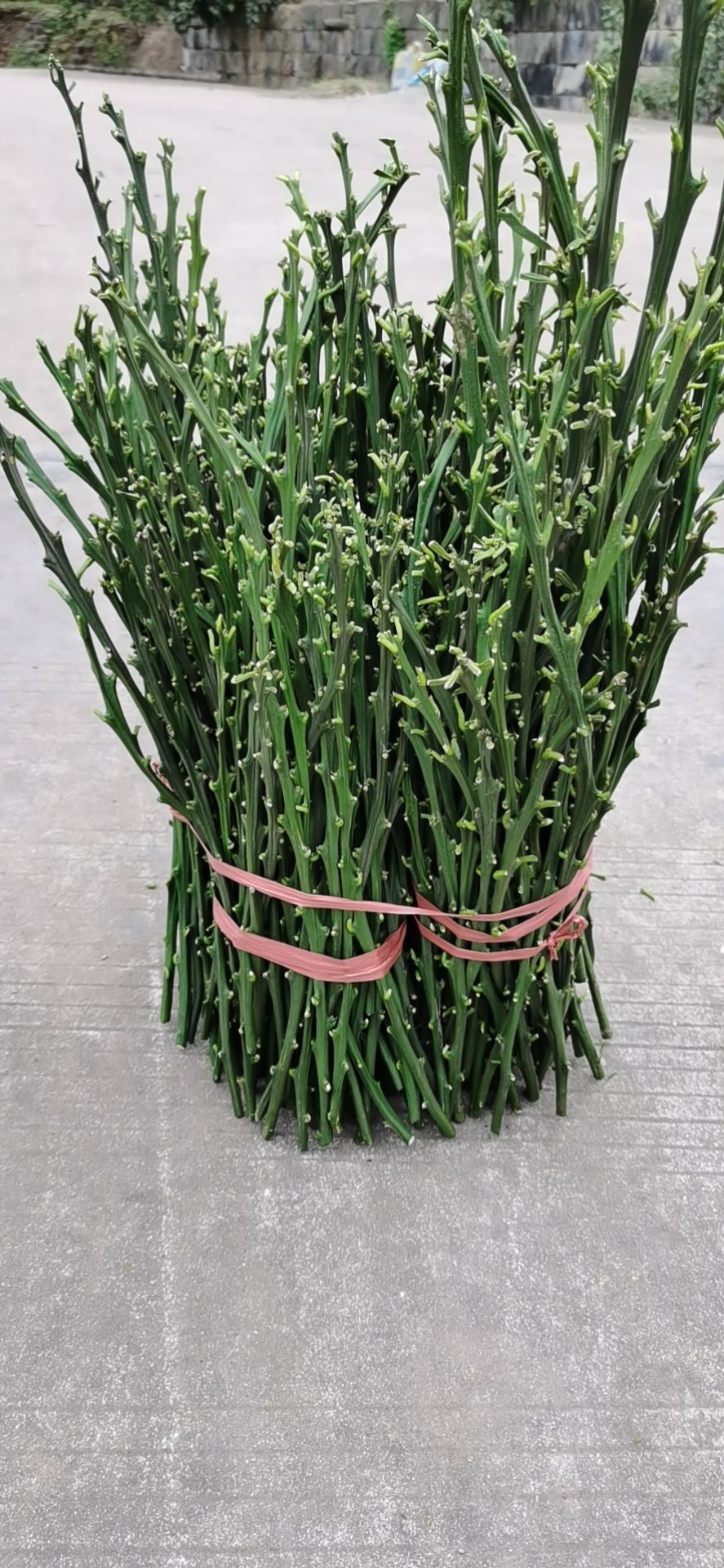 爱媛38号枝条 爱媛38枝条，红美人枝条