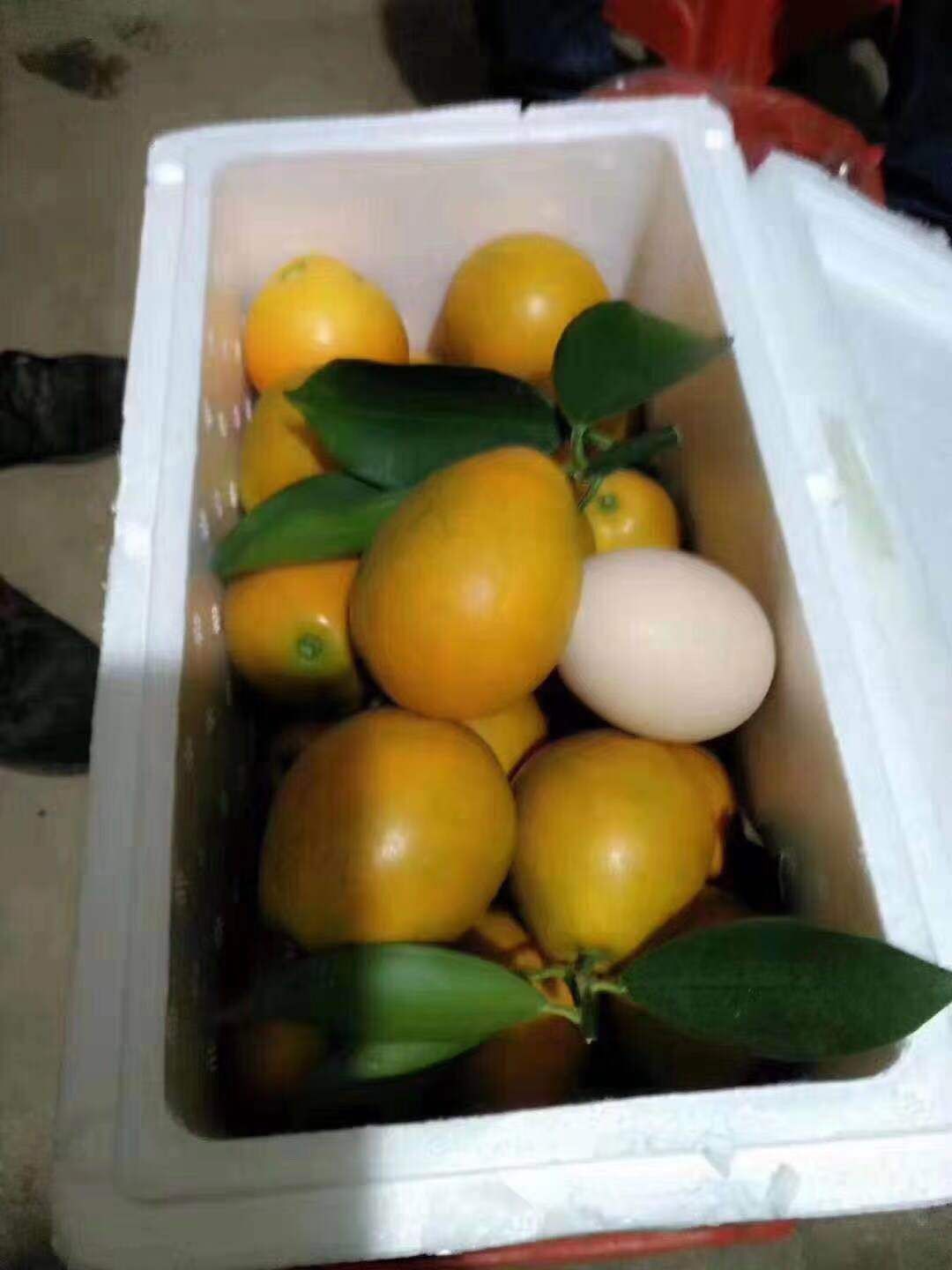 脆蜜金柑苗  脆蜜金柑树苗，广西融安脆蜜金桔树苗
