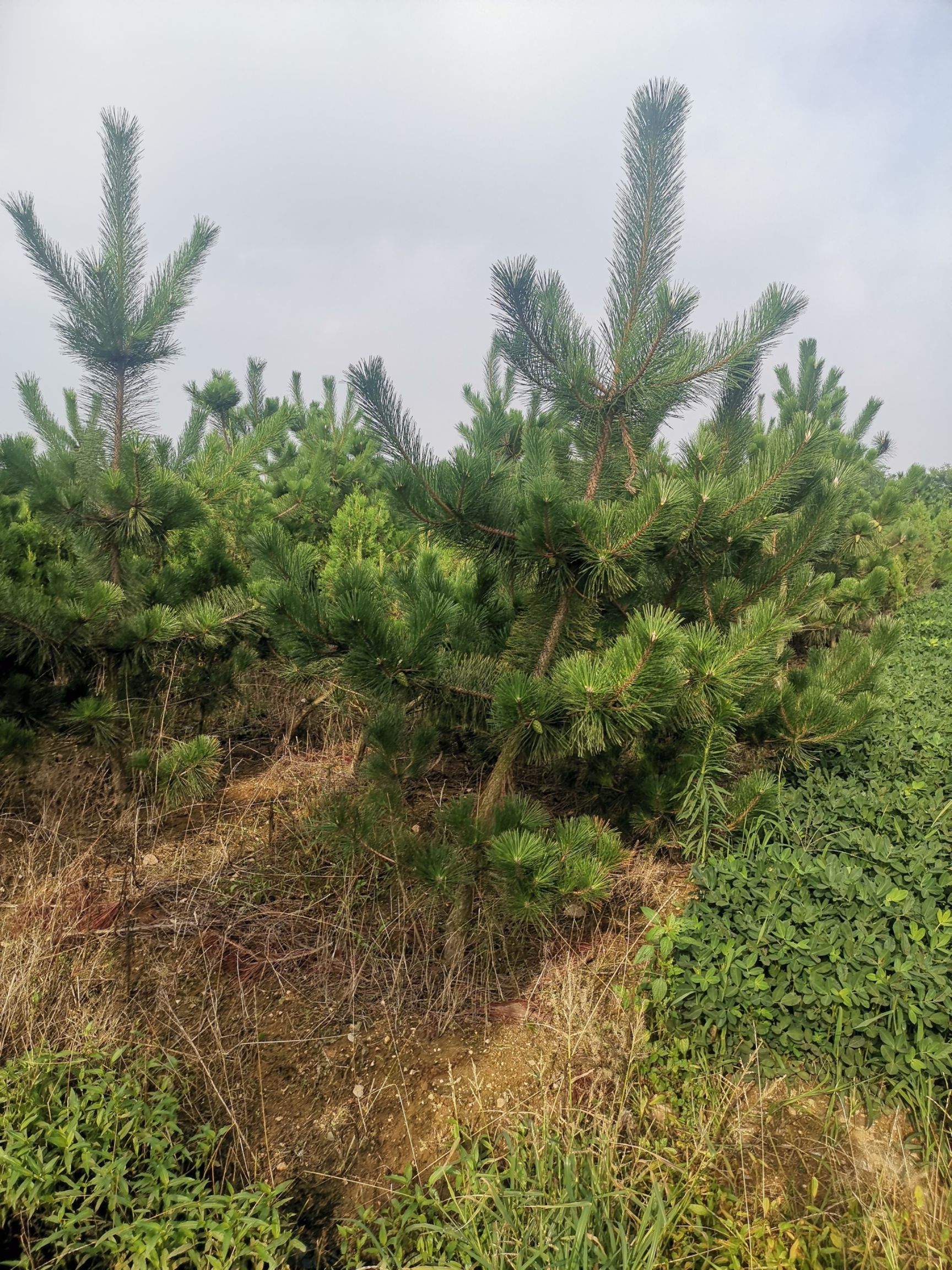 黑松！黑松一级苗，营养杯苗！