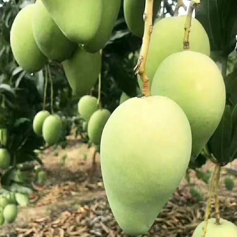 （热卖）广西台农芒。一手货源。诚信代办。对接电商批发商