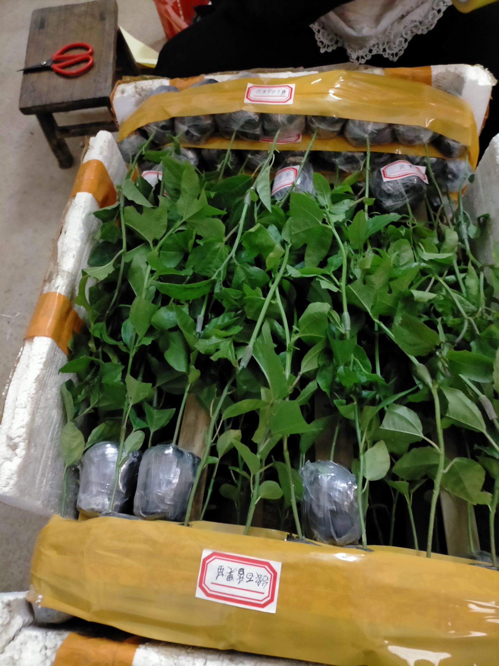 百香果苗品种多多价格合适