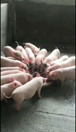 连州市长白仔猪  长白猪仔苗
