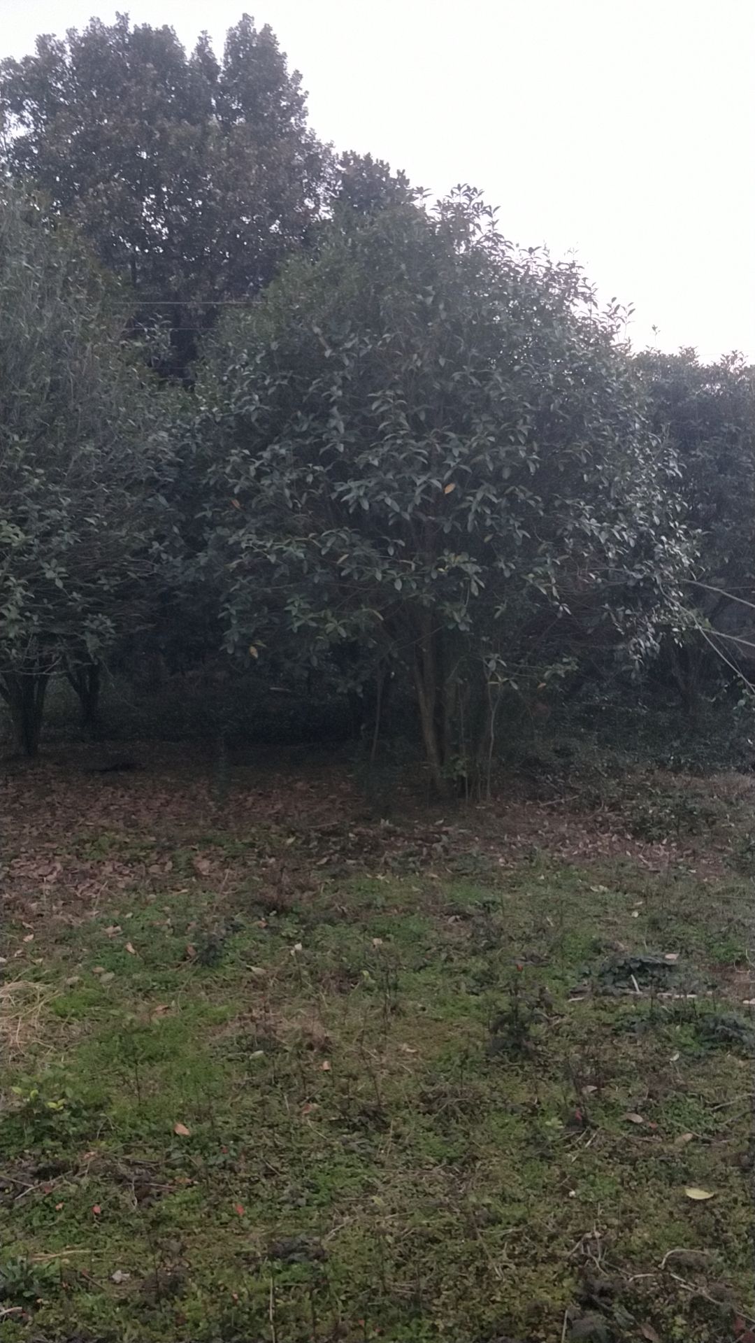 黄金桂花树 