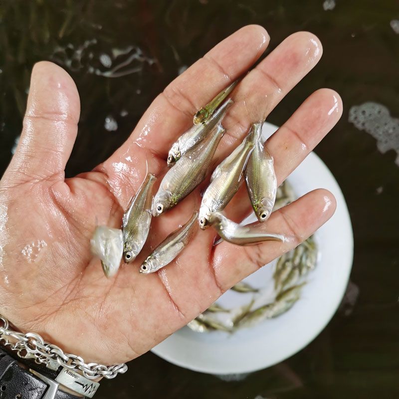 2021年鳊鱼苗新苗上市 武昌鱼苗 边鱼 三角鲂 圆头鲂鱼苗