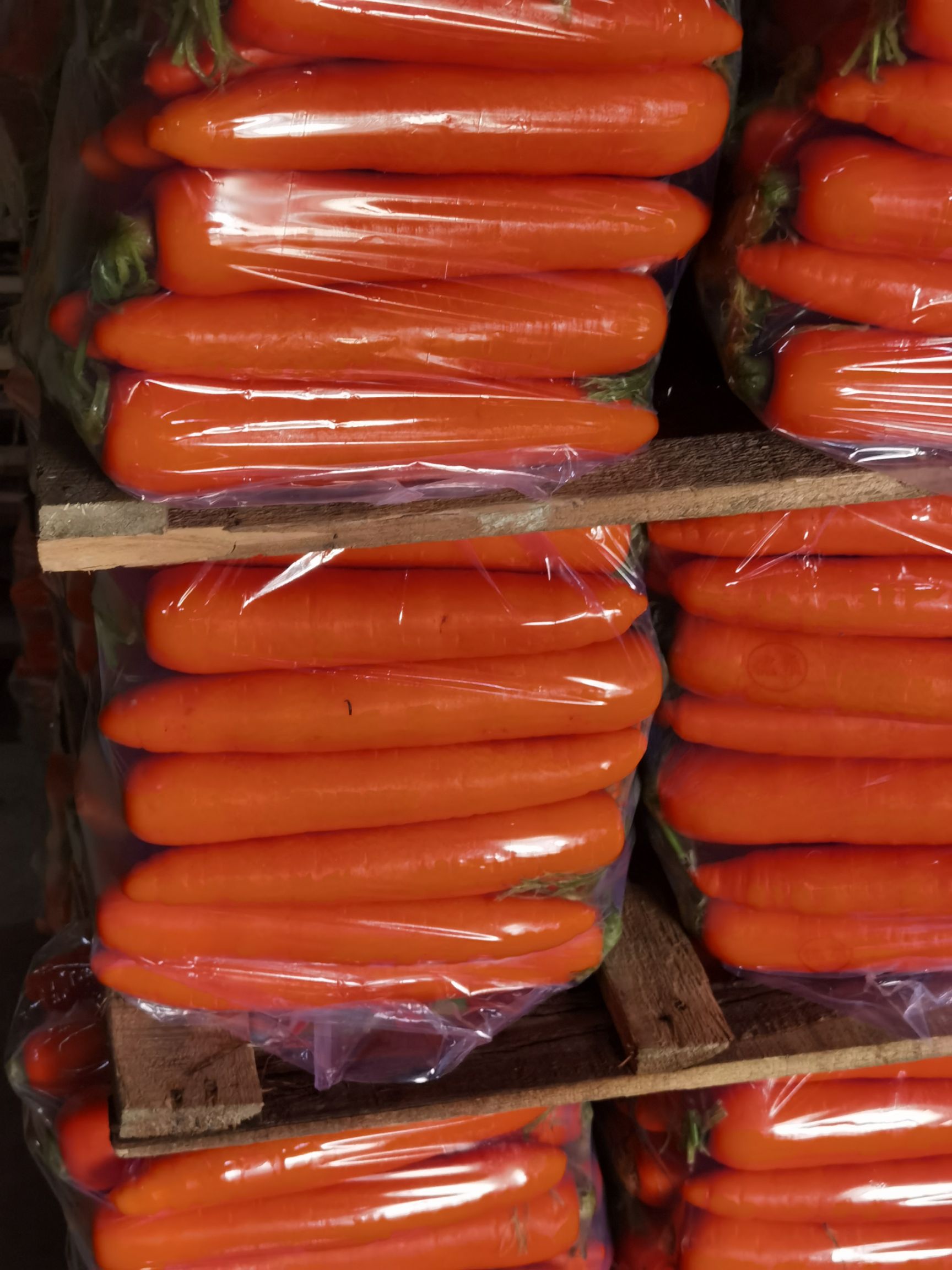 七寸红胡萝卜 福建省厦门市翔安区