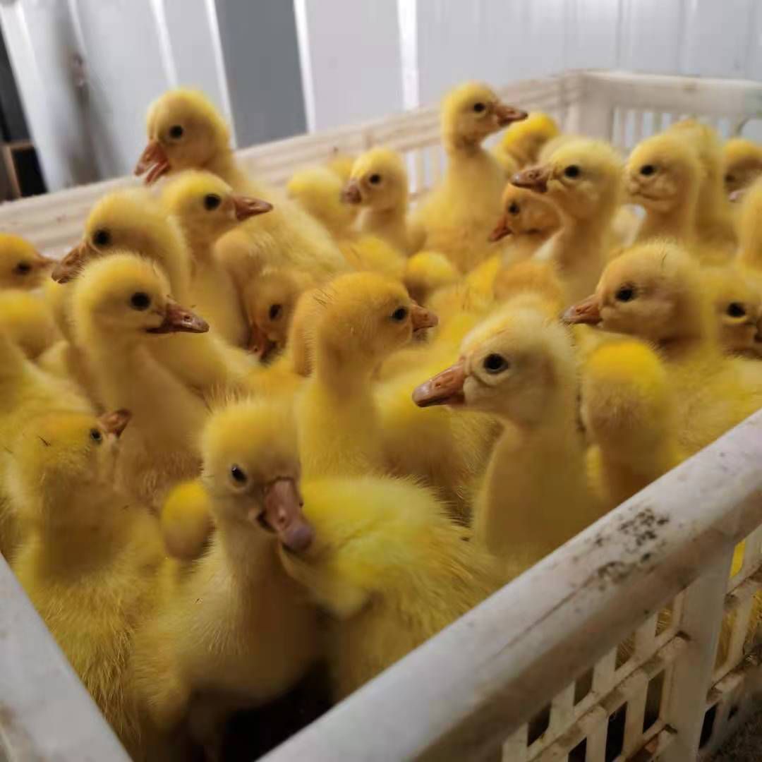 四季鹅苗  皖西白鹅苗