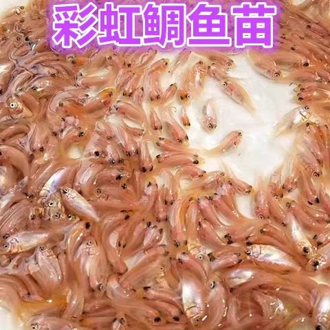 广州红罗非鱼苗  彩虹雕鱼苗非洲鲫福寿吉富红色罗非红腊彩虹鲷