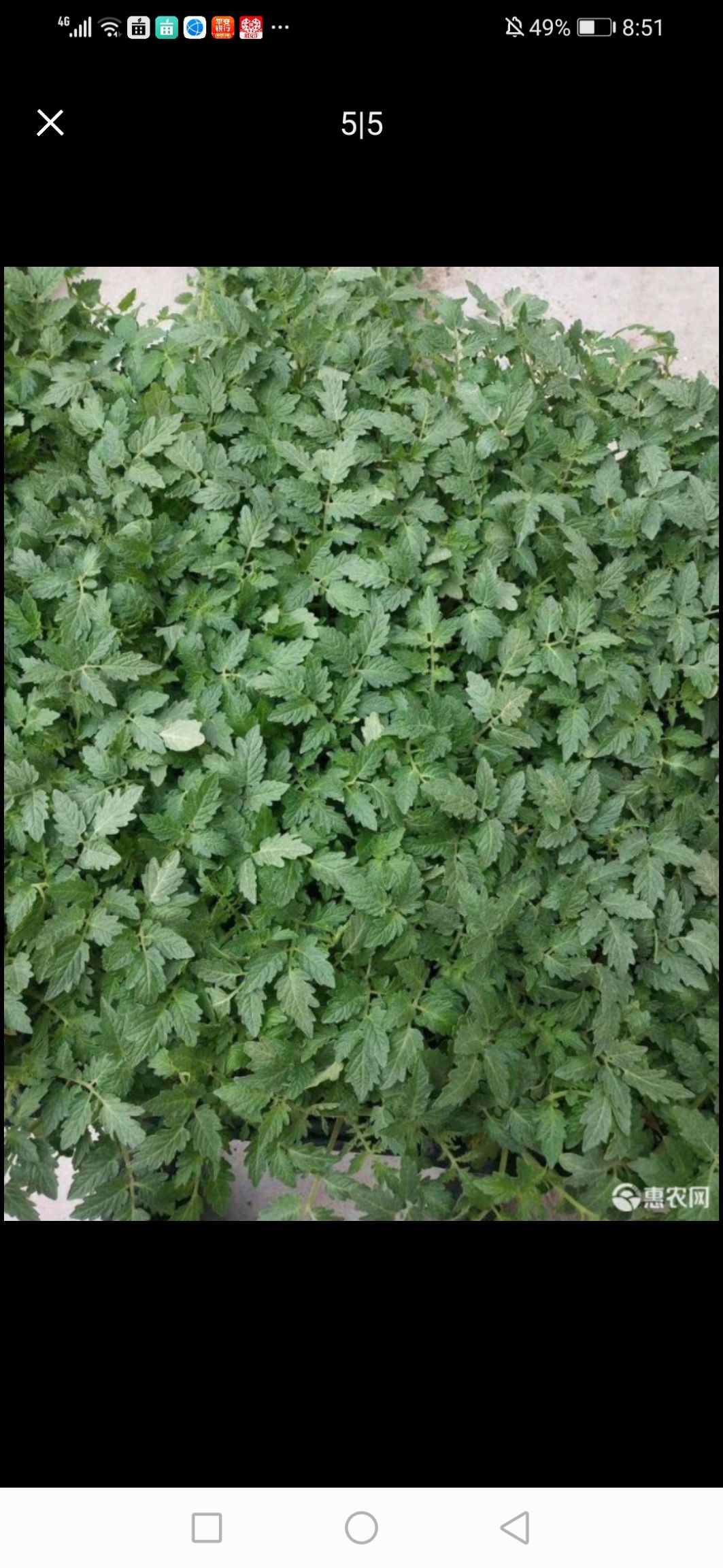 草莓西红柿苗，口感西红柿苗，草莓西红柿苗，铁皮柿子