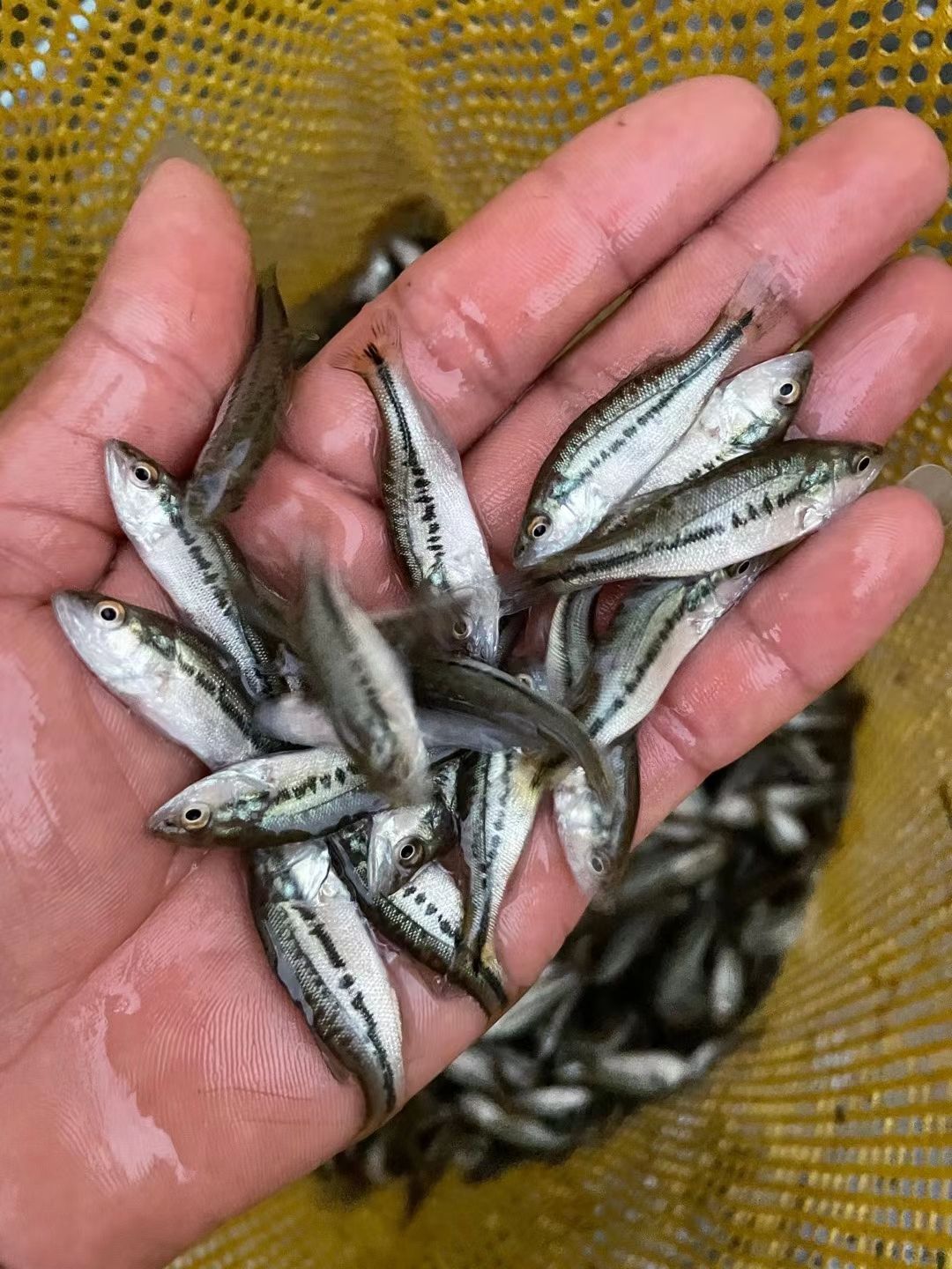 加州鱸魚(yú)苗，