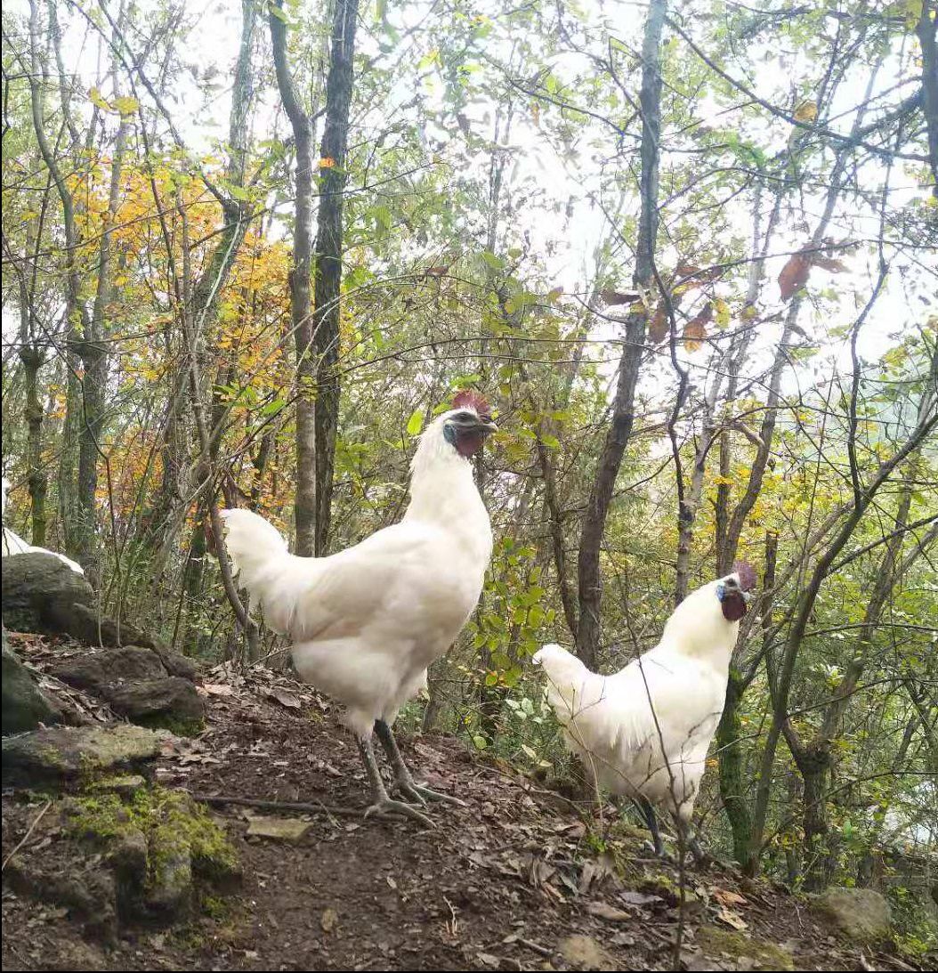  地理标志保护产品，白羽乌鸡山上纯散养，马上快1年的鸡，刚开窝