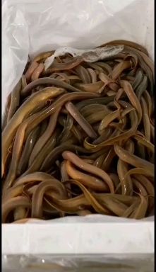 黄鳝 长鱼黄鳝