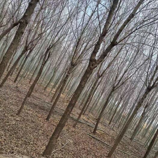老式白蜡  6_8公分白蜡