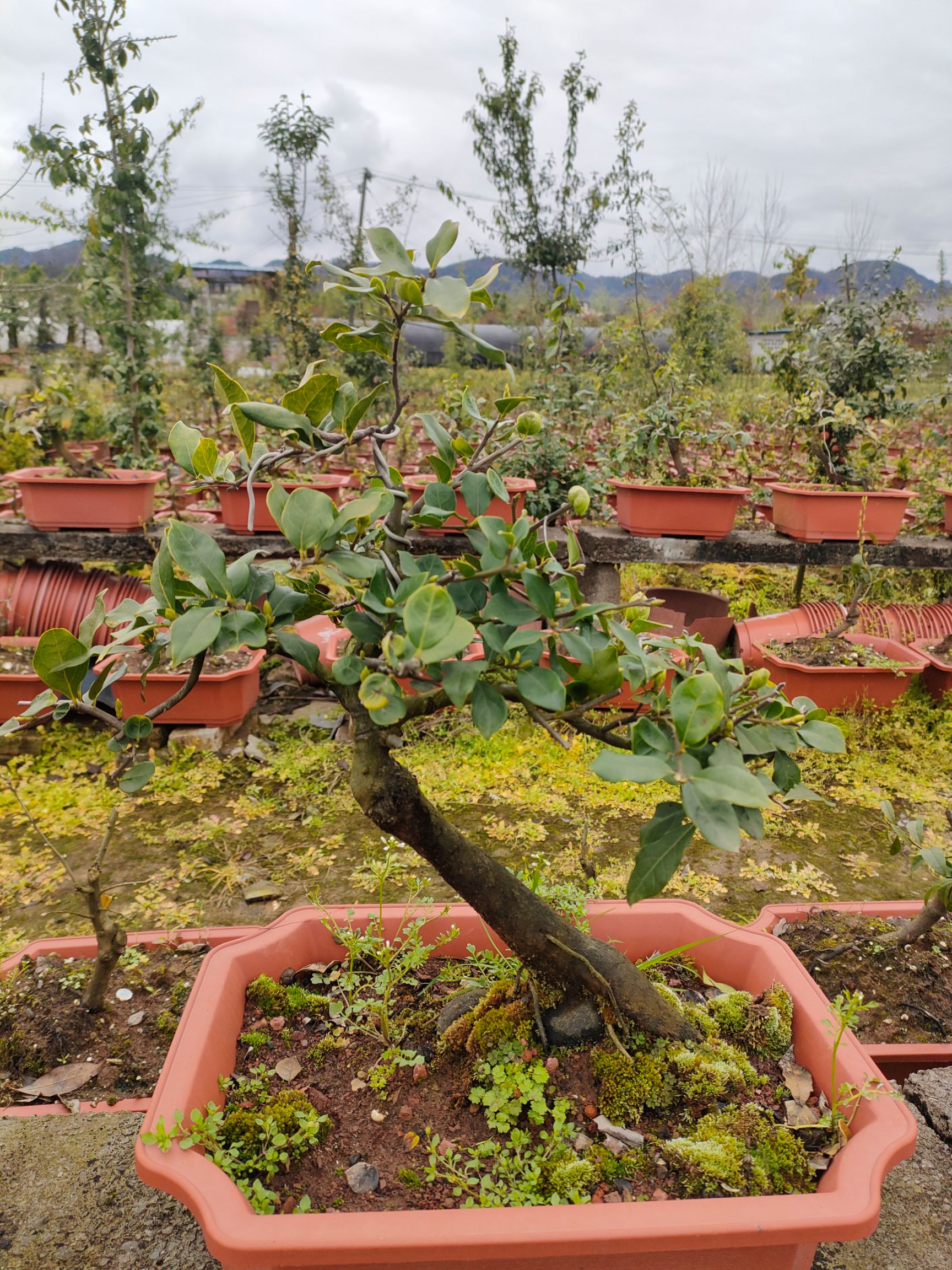 造型金弹子 金弹子小品丰果型盆景