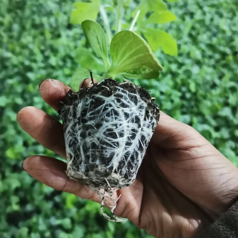 西瓜苗,西农西瓜苗，金城龙卷风西瓜苗