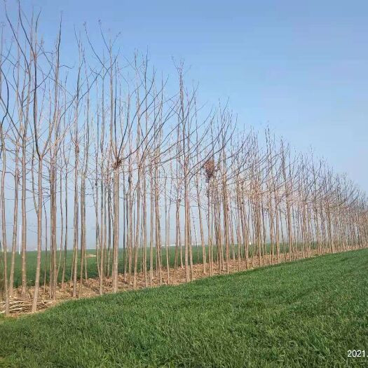 周口泡桐  树苗长势好，大小苗都有，直径5——15公分都有，量大从优