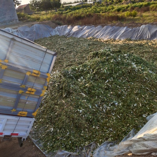 商河县青干草饲料 大量出售玉米秸秆青储