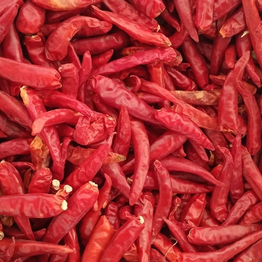 延津县天宇干辣椒  颜色艳红，成色优