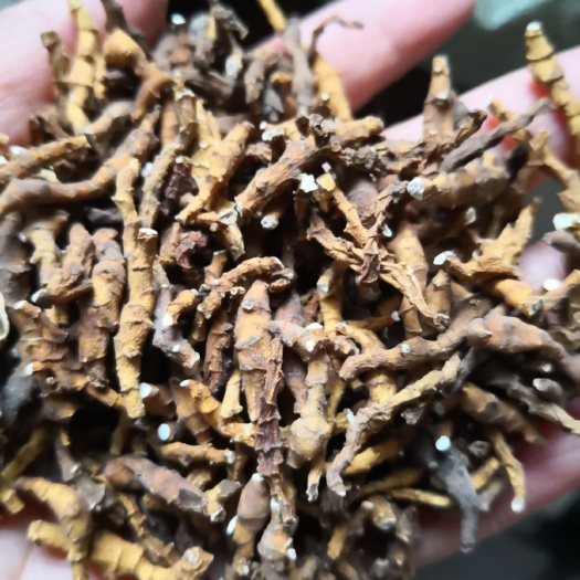 九节菖蒲 自然生长小菖蒲