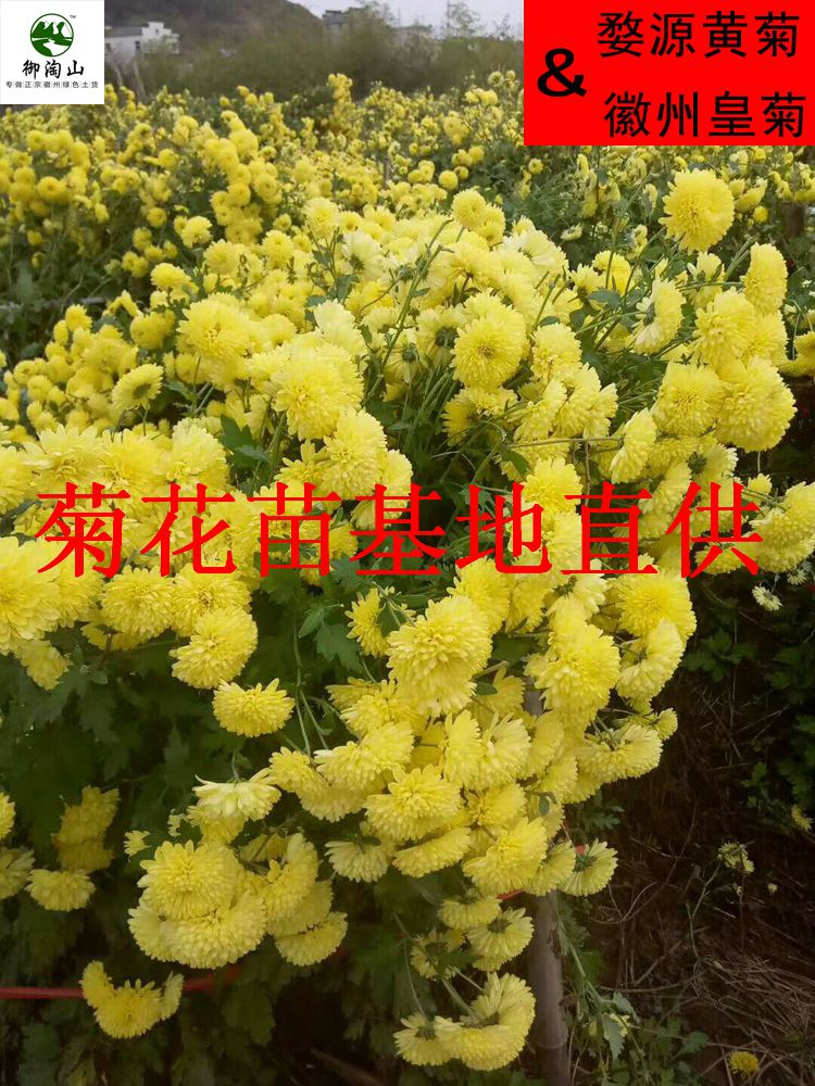 2023年金丝皇菊苗婺源皇菊苗七月菊苗黄山贡菊苗。