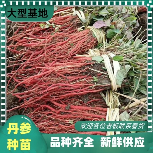 丹参种苗  国内包邮，新鲜丹参苗，自己的育苗基地，下单成功基
