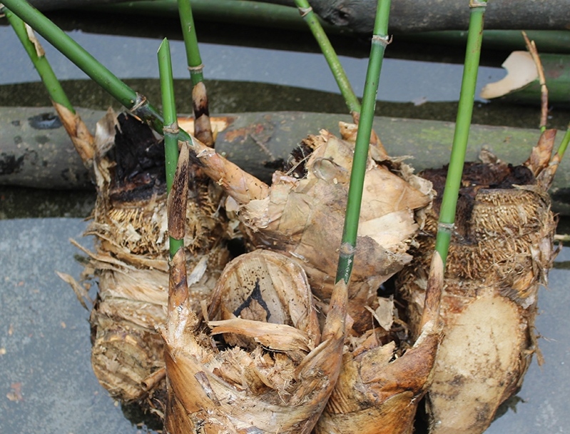 西牛麻竹苗 竹头苗 西牛麻竹苗 竹头苗