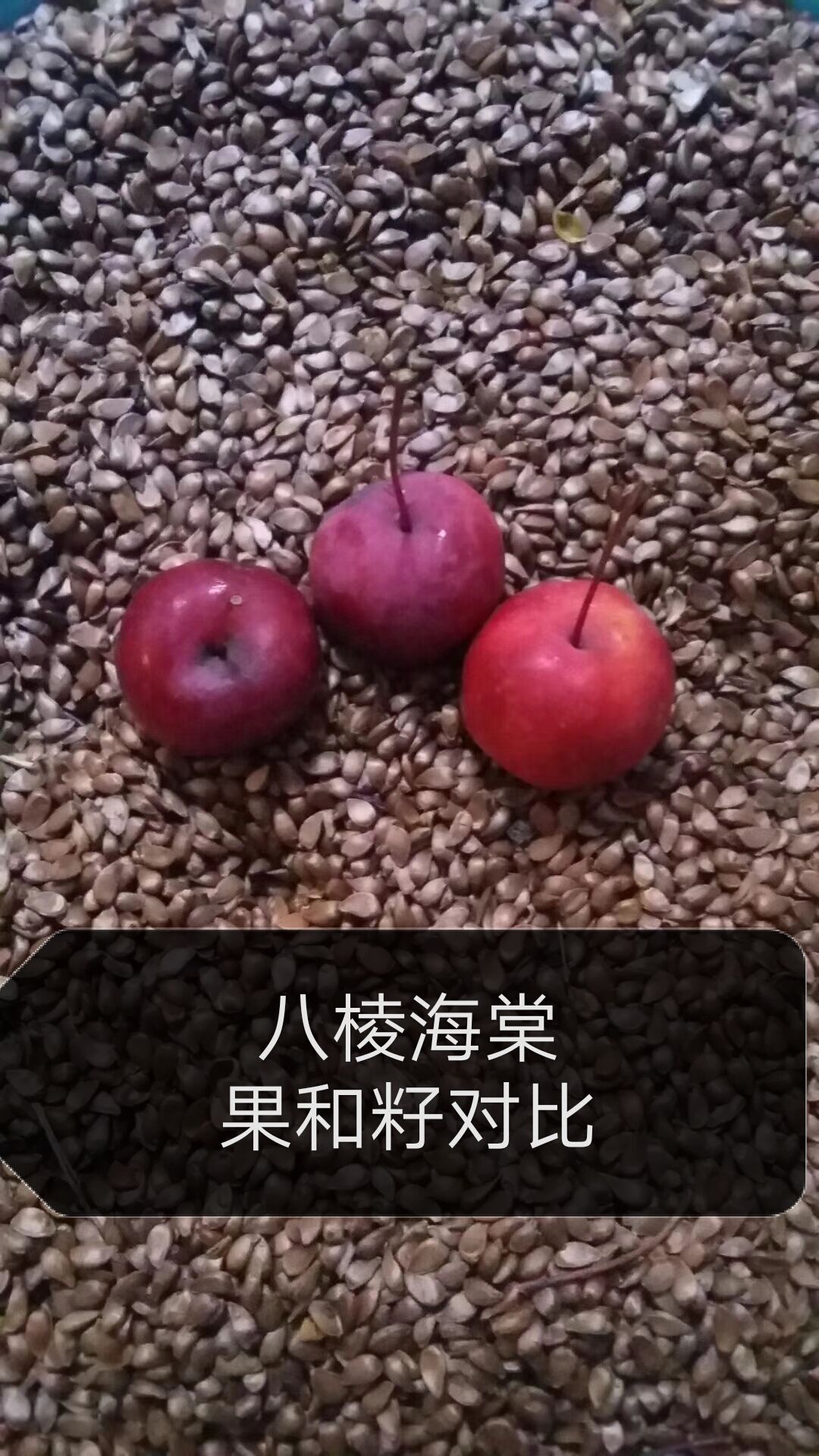 沙藏海棠种子，沙藏好的海棠籽，可直接播种