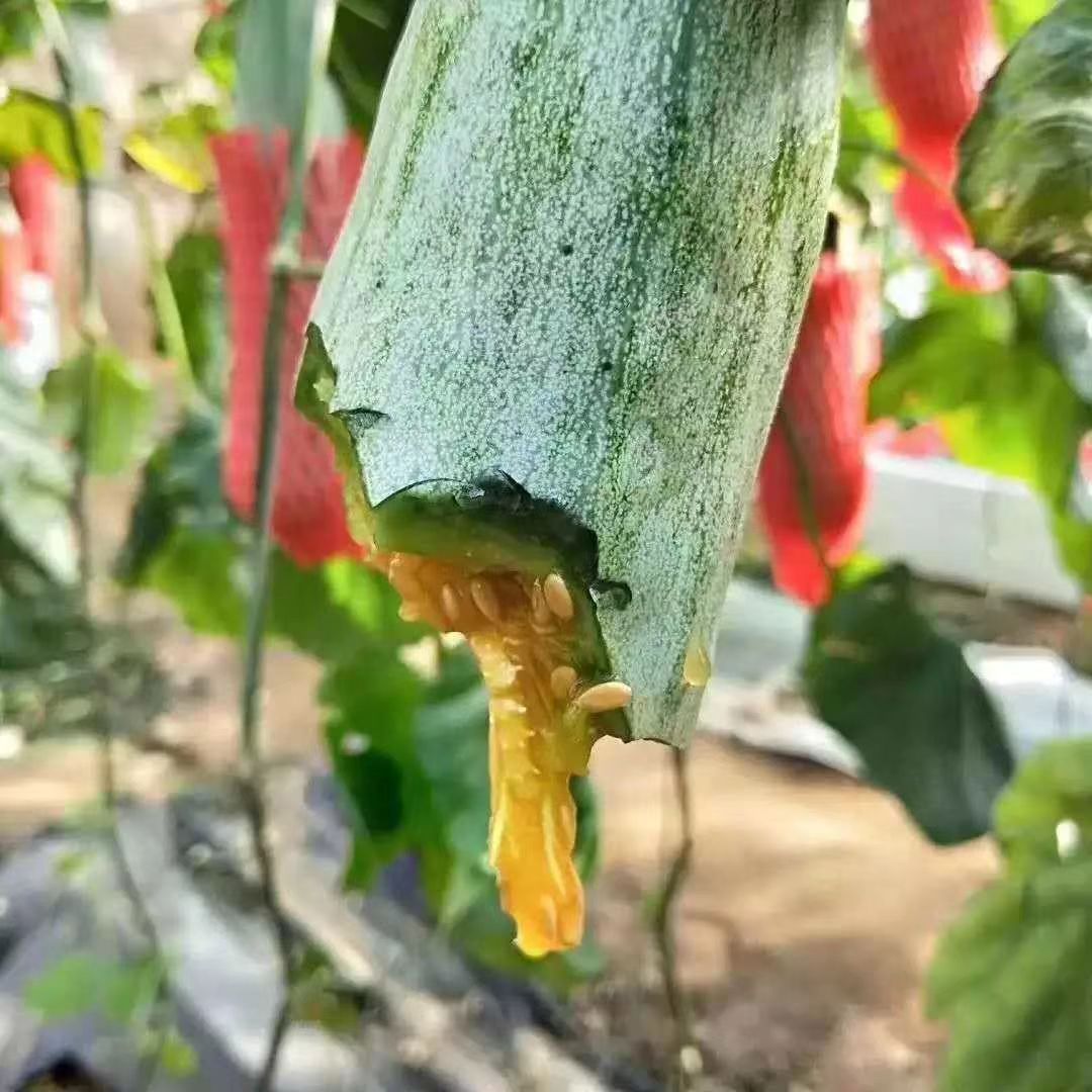 山东羊角蜜甜瓜水果新鲜包邮小密瓜香瓜蜜瓜绿香瓜5斤应当季整箱