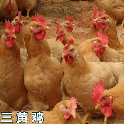 南宁 三黄鸡苗