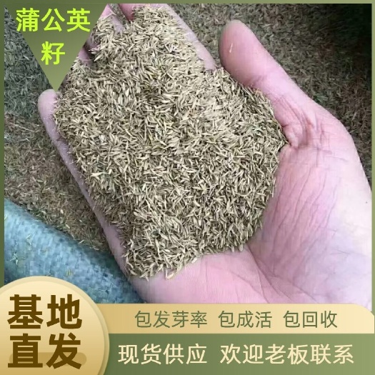 蒲公英种子  国内包邮，纯新蒲公英籽，自己的种植基地现货供应