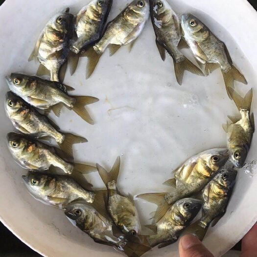 广州缩骨大头鱼苗 花鲢鱼苗 胖头鱼苗缩骨 鳙鱼苗活体淡水鱼苗