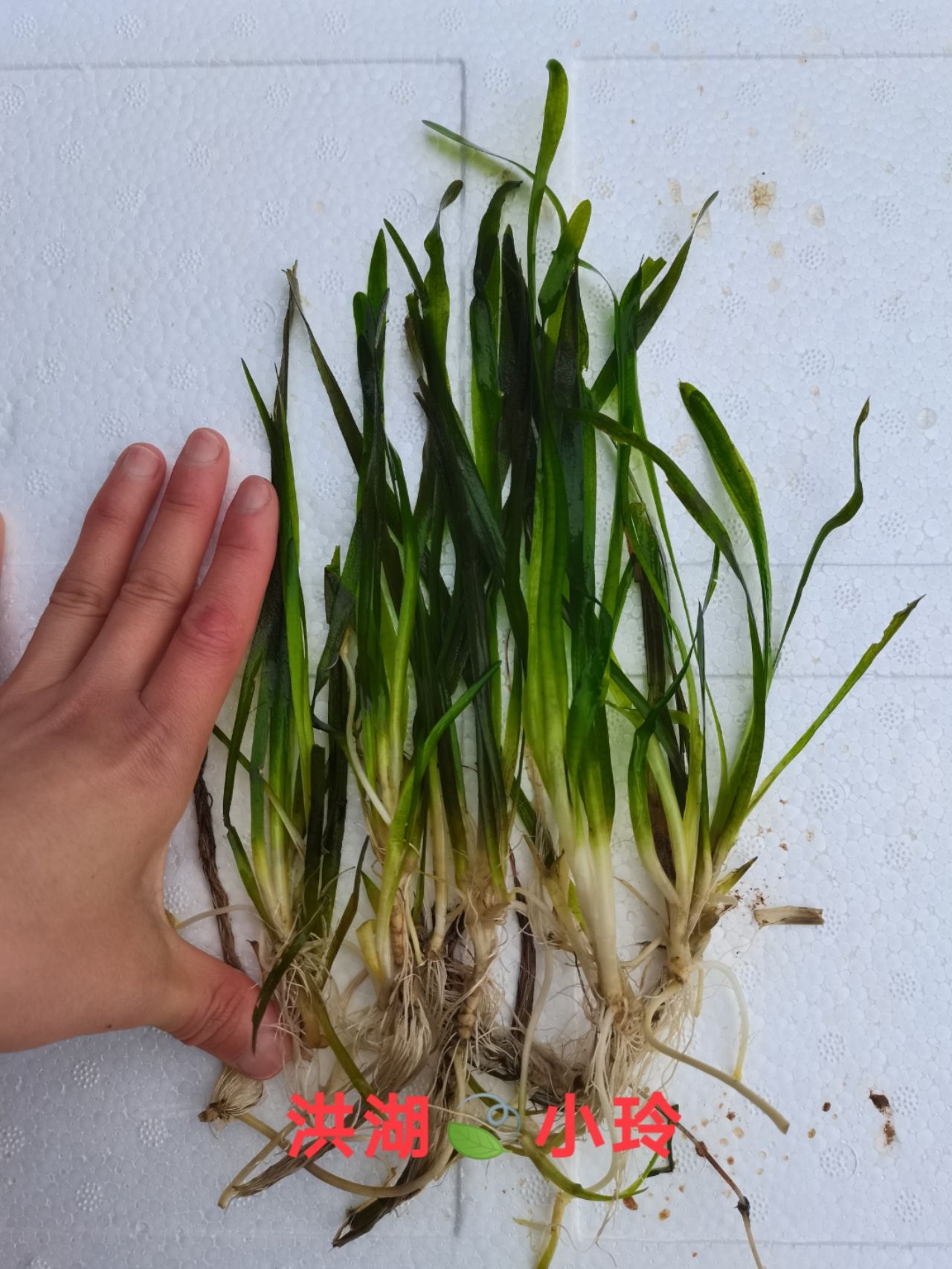 矮叶苦草 四季常青水草 无忧草  扁担草 量大价优 包邮
