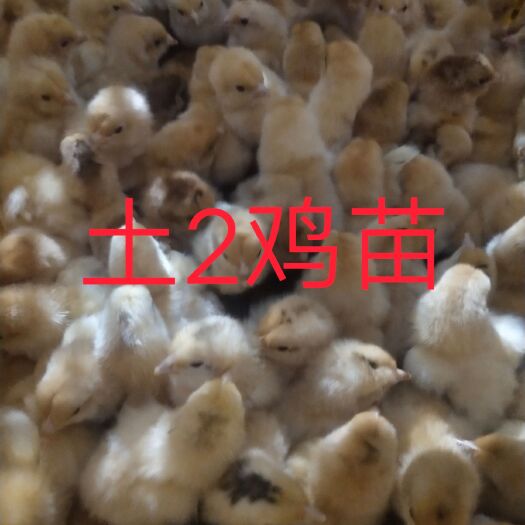 广州土鸡苗 土2鸡苗，包打疫苗，质量保证，全国发货